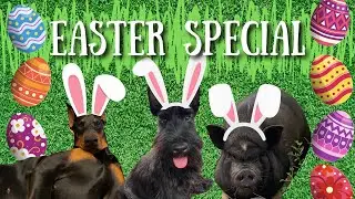 MY DOGS GO ON AN EASTER EGG HUNT