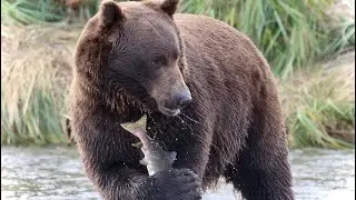 Bear Viewing - Homer Alaska to Katmai - 2023
