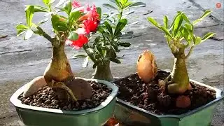 ADENIUM, CÓMO HACER PARA QUE LUZCAN ASÍ
