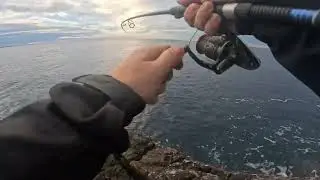 Little tunny / False albacore action Croatia 2025