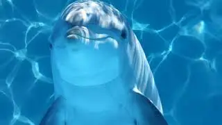 dolphin
