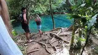 Cape Tribulation