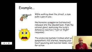 Biological Psychology: Nervous and Endocrine Systems Overview