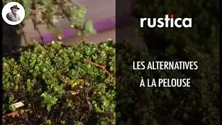Les alternatives à la pelouse