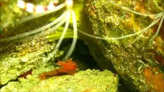 Black Brotula at London Bridge dive site in Tobago