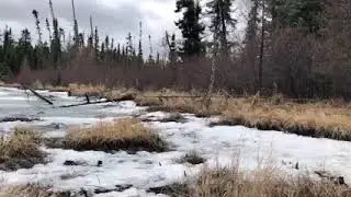 Wolverine running through swamp