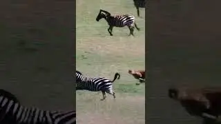 Cheetah chasing zebras
