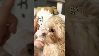 푸딩이 LOVE 챌린지 시켰더니&hellip; 손만 먹네🤣 | Tried the LOVE challenge&hellip; but he only bites my hand #cute #puppy