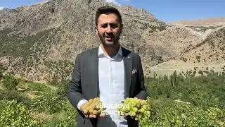 The center of local grapes in Y&uuml;ksekova: Yeşiltaş village