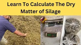 How to Calculate the Dry Matter of Silage || DM calculation of Silage | Urdu | Hindi |