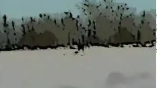 A Field of Moose