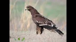 The Enduring Gaze of Lesser Eagles