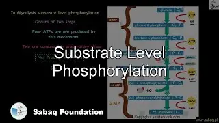 Substrate level Phosphorylation, Biology Lecture | Sabaq.pk