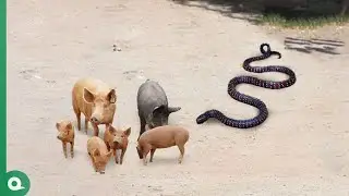 When Snake Attacks Pigs..It Paid Heavy Price