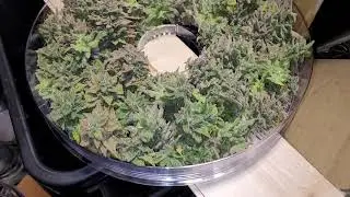 lemon cheese glookies wet weight