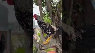 Lovely Chicken live on the tree #shortvideo #cutepet #pet #animal #amazinganimal #chicken #chick