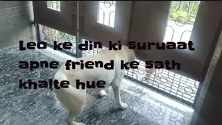 Leo Ke Din Ki Suruaat Apne Friend Ke Sath Khelte Hue#subscribe #cuteactivities #dailyvlog #comment