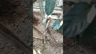 Hardworking Indian mazdoor in gardening work #hardwork #indianlabour #hardworkingman #youtube #short