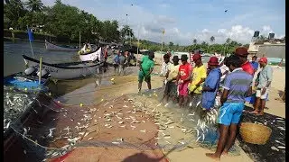 Bumper fish catch Mackerels baga beach
