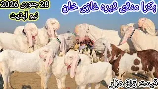 Today Video Bakra Mandi Dera Ghazi Khan | Qurbani 2026 Wale Rajanpuri Bakre | Farhan Goat Farm 