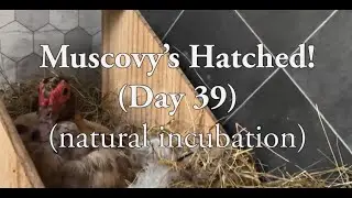 Day 39 - Muscovy Ducks Naturally Hatched