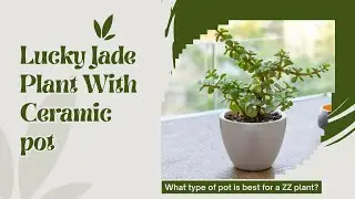 Jade Plant को Ceramic Pot में लगाने का आसान तरीका  How to Plant Z Plant in Ceramic Pot | #zplant 