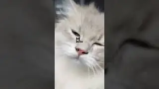 Cat comedy #medits