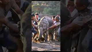 Rescue Baby Elephant Saved from Mud Trap