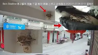 🔴燕子能熬过寒冷的冬天吗？在寒冷的冬天，这几只燕子放弃长途迁徙了，燕子在广东过冬了。目前4只燕子两天飞走了3只，还剩下1只燕子。 🌍 Barn Swallow
