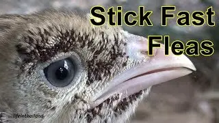 Stick Fast Fleas, an up-close look, and an easy treatment option.