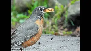 'A' for American Robin: How to Attract American Robins in Winter | Bird Feeding Tips