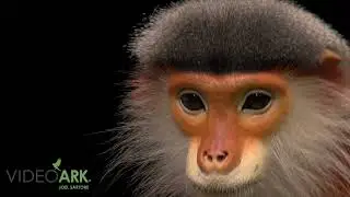 A grey-shanked douc langur (Pygathrix cinerea) at the Endangered Primate Rescue Center.
