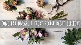 Far durare a lungo i fiori dell'elleboro ~video