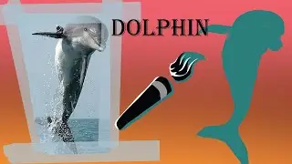 Alphabetical Animals : Dolphin