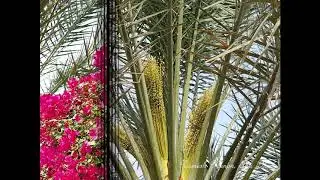 A minute with ClicksandWrites - Date Palm Trees Flowering Season