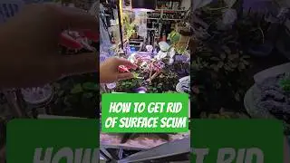 How To Remove Surface Scum, Biofilm, Oil from Aquarium #aquariumhobby #fishkeepinghobby #fishtips