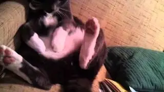 Lazy JamieCat relaxing