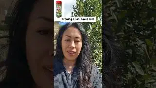 Bay Leave Tree Tips #bayleaves #laurel #herbs #growyourownfood #gardening #gardentips #love #garden