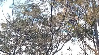 #56live Native Birds Chirping away silent LS - 23/07/2025 #australia #birds