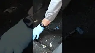 Shocking Mold Restoration
