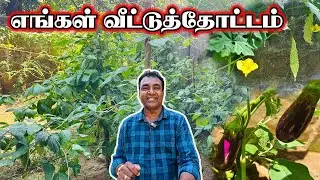 எங்கள் வீட்டுக் காய்கறி தோட்டம் | Home Garden Tour | Jaffna | Thedal | Jaffna Vlogs #Jaffnayoutubers