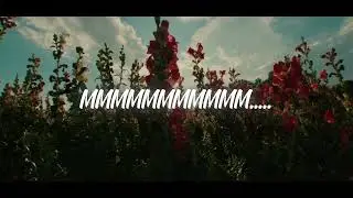 Lady Gee - Shake 'n' Love (Official Lyrics Video)