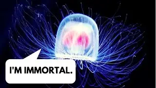 Immortal Jellyfish | 10 Long Living Animals in the World
