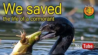 We Saved the Life of a Cormorant | Sri Lanka | WILD trace | Cormorant | Saved the Life | Injured