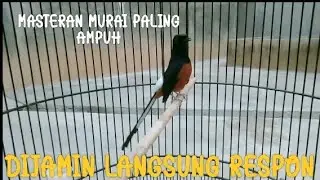 Masteran murai batu paling ampuh dijamin langsung respon..!!