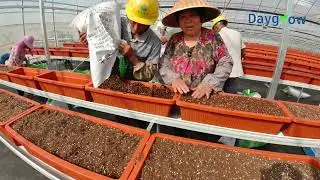 Greenhouse planting system manufacture|Steel hanging gutter| Gutter bracket|Tomato strawberry grow