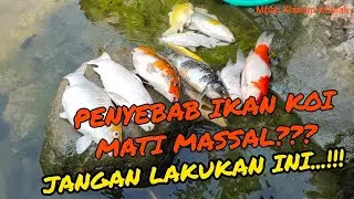 IKAN KOI MATI MASSAL..!!! JANGAN LAKUKAN APA YANG SAYA LAKUKAN INI GAESSS...!