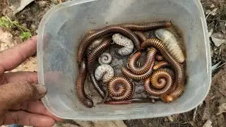 Lucky Guy Go Catching Poisonous Giant Millipede, Exotic Animals Alone With Fear