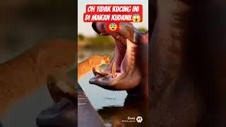 kucing nya di makan kudanil 😱😖