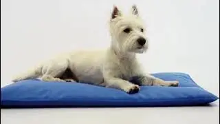 Best Cooling Mat for Dogs ☀️ A+a Pets Self-Cooling Gel Mat
